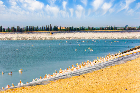The lake in the Hefer Valley in Israel was built specifically to help migratory birds. The season of migratory birds. Thousands of pelicans stop in Israel on their way from Europe to Africaの写真素材