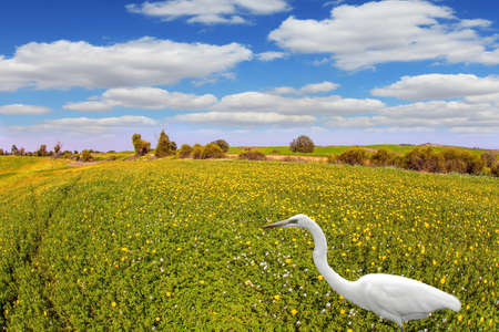 Lovely warm day. Delightful snow-white heron grazed in fresh green grass. Walk in the blooming Negev desert in Israel.の写真素材