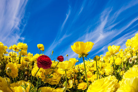 Lush yellow garden buttercups ranunculus in a kibbutz field with a magnificent carpet. Sea of...