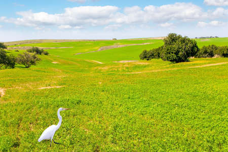Lovely warm day. Walk in the blooming Negev desert in Israel. Delightful snow-white heron grazed in fresh green grassの写真素材