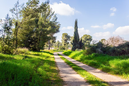 The edge of large blooming almond tree garden. Warm sunny february day. Israel. Spring green world. Wide dirt road crosses a flowering meadowの写真素材