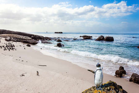 Travel to an Exotic Land. Scenic Penguin Conservation Area near Cape Town. Friendly African black-footed penguin stands on a huge rock. South Africa.の写真素材
