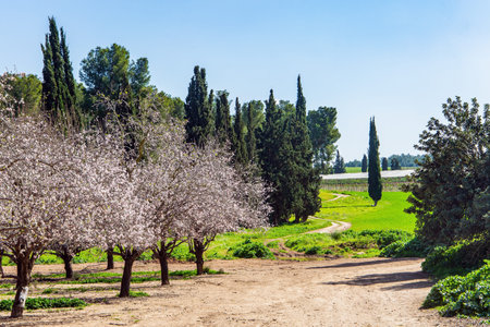The edge of large blooming almond tree garden. Decorative scenic cypress trees grow around the garden. Warm sunny february day. Israel. Wide dirt road crosses a flowering meadowの写真素材