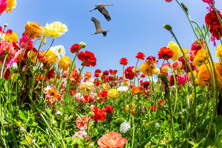 Spring in Israel. Big birds fly over the ground. Beautiful multi-colored garden buttercups grow in a kibbutz field. Wonderful trip for spring beauty. Sea of flowers.の写真素材