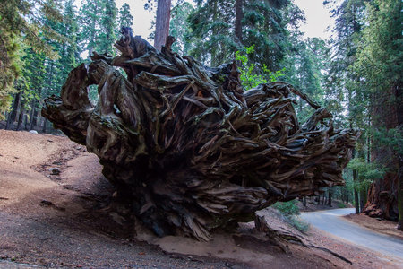 Huge roots of a giant sequoia. Happy tourist is photographed at the foot of the great tree. Sequoia is a tree of the Cypress family. Sequoia Park in California, USA.の写真素材
