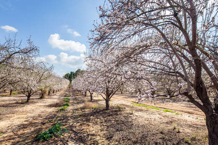 Spring day in February. Morning walk in blooming almond grove. Light white clouds in the blue sky. Israel. Picturesque alley of flowering almond trees.の写真素材