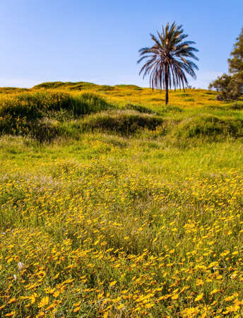 Fields of flowers in the bright southern sun. Magnificent blooming spring. Blue sky and light clouds.  Israel. Walk in the blooming Negev desert. Lonely date palmの写真素材