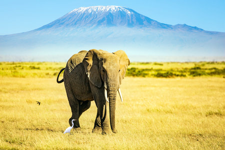 Lonely huge elephant grazes at the foot of famous Mount Kilimanjaro. Africa. Fabulous journey to the...