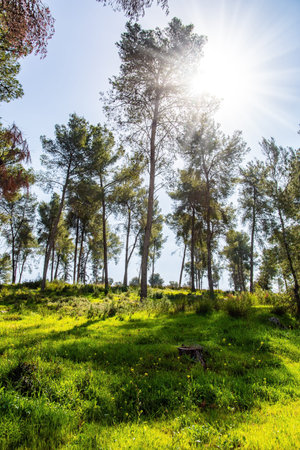 Picturesque pine grove. Tall slender pines grow in the meadow with lush tall grass. Warm sunny february day. Israel. Spring green world.の写真素材