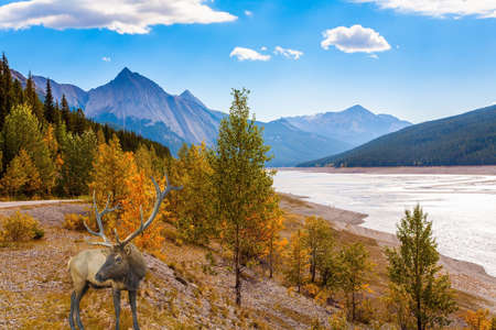 Magnificent deer with branched antlers grazing by the lake. The shallow lake is fed by melted glacial waters. Autumn travel to Canada. The Canadian Rockies.の写真素材