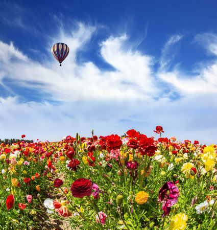 Huge multicolored hot air balloon flies over a field of flowers. Wonderful trip for spring beauty. Israel. Bright beautiful multi-colored garden buttercups grow in a kibbutz field.の写真素材