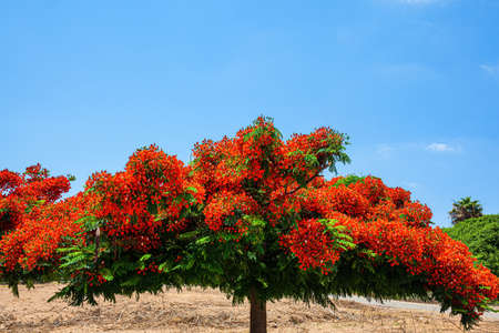 Apollonia Park, Israel. Mediterranean coast. Festive bright orange blossom of a Royal Delonix or Fire Tree. Huge spreading crown of a picturesque tree.の写真素材