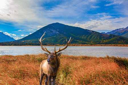 Gorgeous red deer with branched antlers grazes in the autumn meadow. Canada. Indian summer in the Rocky Mountains. Yellow autumn grass on the shores of mountain lake Vermillon.の写真素材