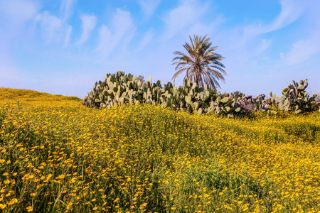 Fields of flowers in the bright southern sun. Magnificent blooming spring. Blue sky and light...