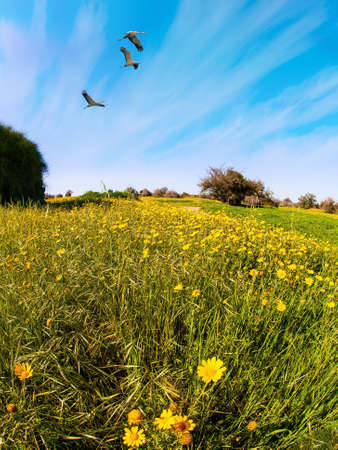 Fields of flowers in the bright southern sun. Three herons flying over the green grass field. Spring bloom of the Negev Desert in Israel.の写真素材