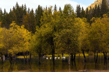 Yellow trees are reflected in the lake. Pair of white swans on the lake Fuzine, Italy. Lovely quiet lake in the Dolomites. Magnificent colors of autumnの写真素材