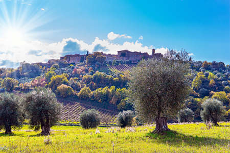 The famous vineyards of Tuscany on the slopes of the picturesque hills around the old abbey. Vineyards are separated by rows of slender cypresses. Italy.の写真素材