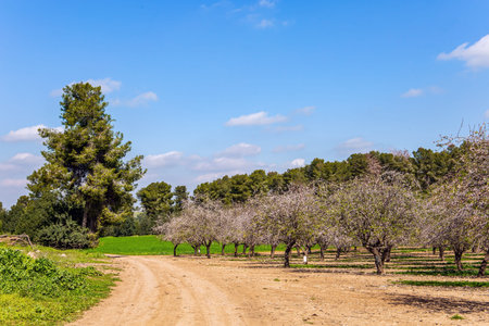 The edge of large blooming almond tree garden. Decorative scenic trees grow around the garden. Israil in February. Israel. Spring green world. Wide dirt road crosses a flowering meadowの写真素材