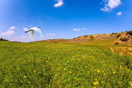 Delightful heron flying over the green grass field. Lovely warm day. Walk in the blooming Negev desert in Israelの写真素材