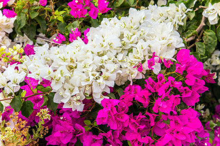 Scenic pink and white bougainvillea flowers. The shores of Lake Kinneret. Tropical park around the...
