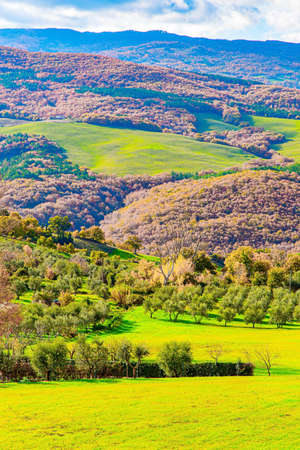 The famous vineyards of Tuscany on the slopes of the hills. The picturesque green hills of the province of Tuscany. Travel to a fabulousl land Italy. Sunny warm winter. December.の写真素材