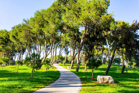 Magnificent green park in the seaside village of Caesarea. Picturesque paths among the trees, bent by the sea wind. The winter sun cast long shadows on the green grass. Israelの写真素材