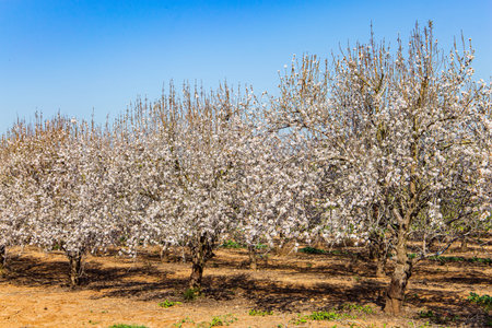 The grove of flowering almond trees. Wonderful Jewish holiday Tu Bishvat. Beautiful spring day in the Middle East. Early spring in Israelの写真素材