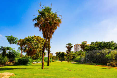 Tall palms grow on green lawns.  Israel. Picturesque park next to the beach in Tel Aviv, Mediterranean Sea.の写真素材