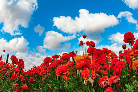 Kibbutz fields of garden buttercups are ready for harvest. Blue sky and white fluffy clouds. Israel, spring sunny day. Spring came. Carpet of magnificent large red and yellow garden buttercups.の写真素材