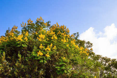 Tropical park on the shores of Tiberias lake. Lush crown of blooming yellow acacia. Israelの写真素材
