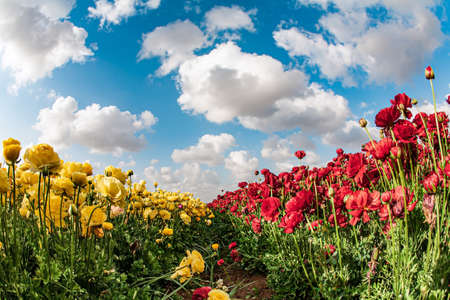 Israel, spring sunny day. Kibbutz fields of garden buttercups are ready for harvest. Blue sky and white fluffy clouds. Carpet of magnificent large red and yellow garden buttercups. Spring came.の写真素材
