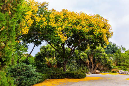 The shores of Lake Kinneret. Tropical park and booming acacia around the Sea of Galilee. Israelの写真素材