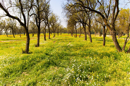 Green carpet of spring grass, colorful wild flowers and swollen buds on trees. Pine, sycamore and other trees are good in forest plantations. Kibbutz Beeri in the south of the country. Early spring in Israel.の写真素材