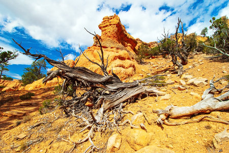Red-brown canyons and outliers are composed of soft sedimentary rocks. USA. The most popular trails...