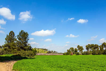 Wide dirt road crosses a flowering meadow. The edge of large blooming almond tree garden. Spring green world. Warm sunny february day. Israel. Tall slender pines grow in the meadowの写真素材