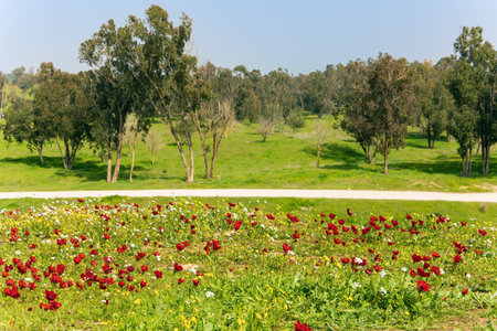 Kibbutz Beeri in the south of the country. Red anemones are great in the grass. Green carpet of...