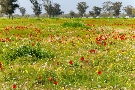 Red anemones stand out beautifully in the grass. Kibbutz Beeri in the south of the country. Green carpet of spring grass and swollen buds on trees. Early spring in Israel.の写真素材