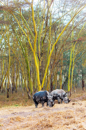 Incredible trip to exotic Kenya. Africa. Pair of rhinos grazes among sparse dry vegetation. Neighborhood of Lake Nakuru. The black rhinoceros is a resident of dry landscapes.の写真素材