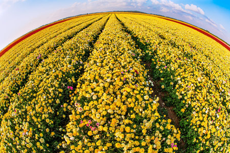 Photo taken with a fisheye lens. Gorgeous red and yellow flowers. Blue sky and fluffy clouds....