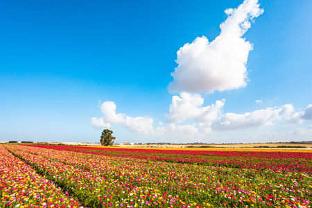 The magnificent nature of Israel. Large, multi-colored garden buttercups bloom in fields in southern...