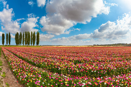 Multi-colored garden buttercups bloom in fields in southern Israel. Spring blue sky and light white...
