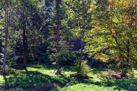 Gorgeous gray wolf in the autumn forest.  Lush multicolor northern autumn. Omega Park is a natural...