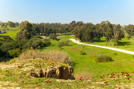 Green carpet of spring grass, colorful wild flowers and swollen buds on trees. Kibbutz Beeri in the...