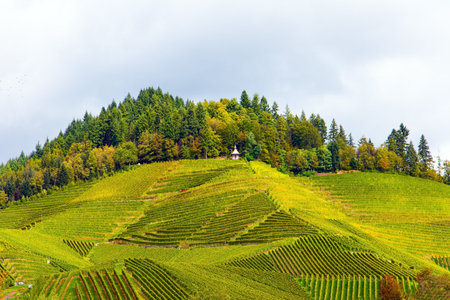 Wine region of Germany. Smooth rows of vineyards on the hills of the Rhine and Moselle. Autumn...