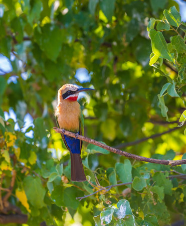 Exotic little bird sits on a branch. The bird has bright feathers and a long beak.の写真素材