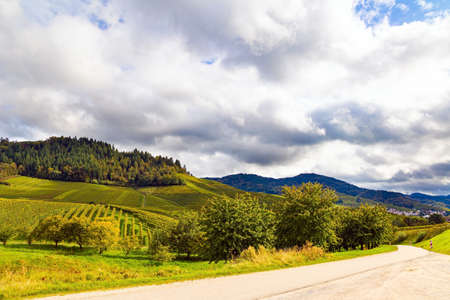 Wine region of Germany. Perfectly level and well-groomed vineyards. Autumn magic. Smooth rows of vineyards on the hills of the Rhine and Moselle.の写真素材