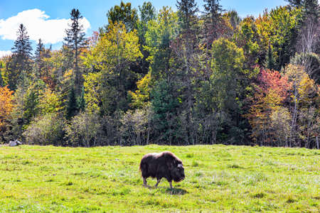 Huge buffalo graze on a green meadow. Lush multicolor northern autumn. Omega Park is a natural eco-park. Journey to beautiful Canada.の写真素材