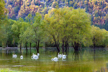 Lake Lago Fuzine in a mountain valley. Flock of magnificent snow-white swans swims in a quiet shallow lake of glacial origin. The lake shores are floodedの写真素材