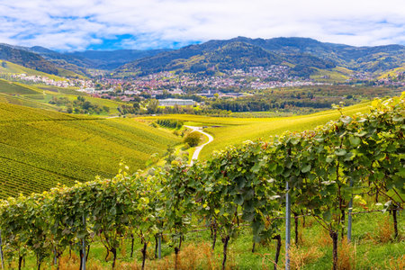 Journey to the wine region of Germany. Cloudy day in autumn. Smooth rows of vineyards on the hills of the Rhine and Moselle.の写真素材