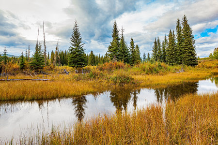 Autumn trip to the west of Canada. The tall grass turned yellow. The smooth lake surface reflects the cloudy sky and slender fir trees. The shallow lake is surrounded by an evergreen forest.の写真素材